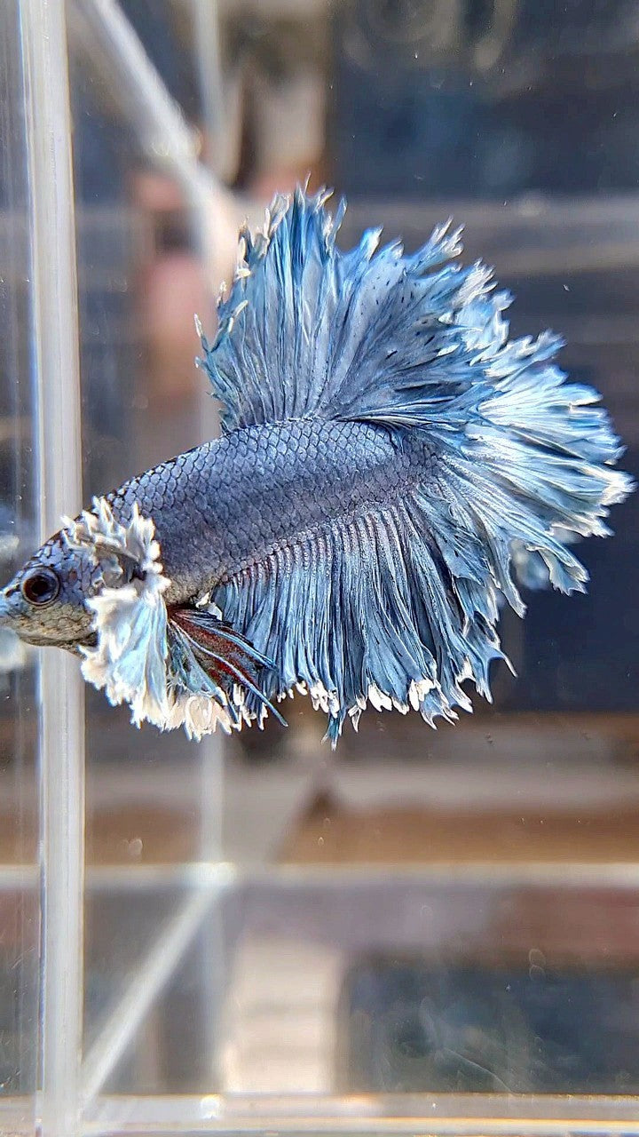KING ROSETAIL HALFMOON SUPER DUMBO EAR BLUE GRAY BETTA FISH