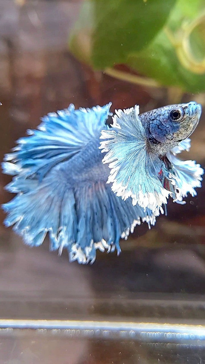 KING ROSETAIL HALFMOON SUPER DUMBO EAR BLUE GRAY BETTA FISH