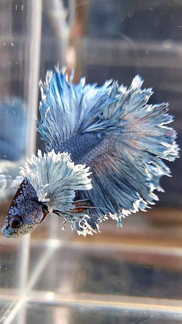 KING ROSETAIL HALFMOON SUPER DUMBO EAR BLUE GRAY BETTA FISH