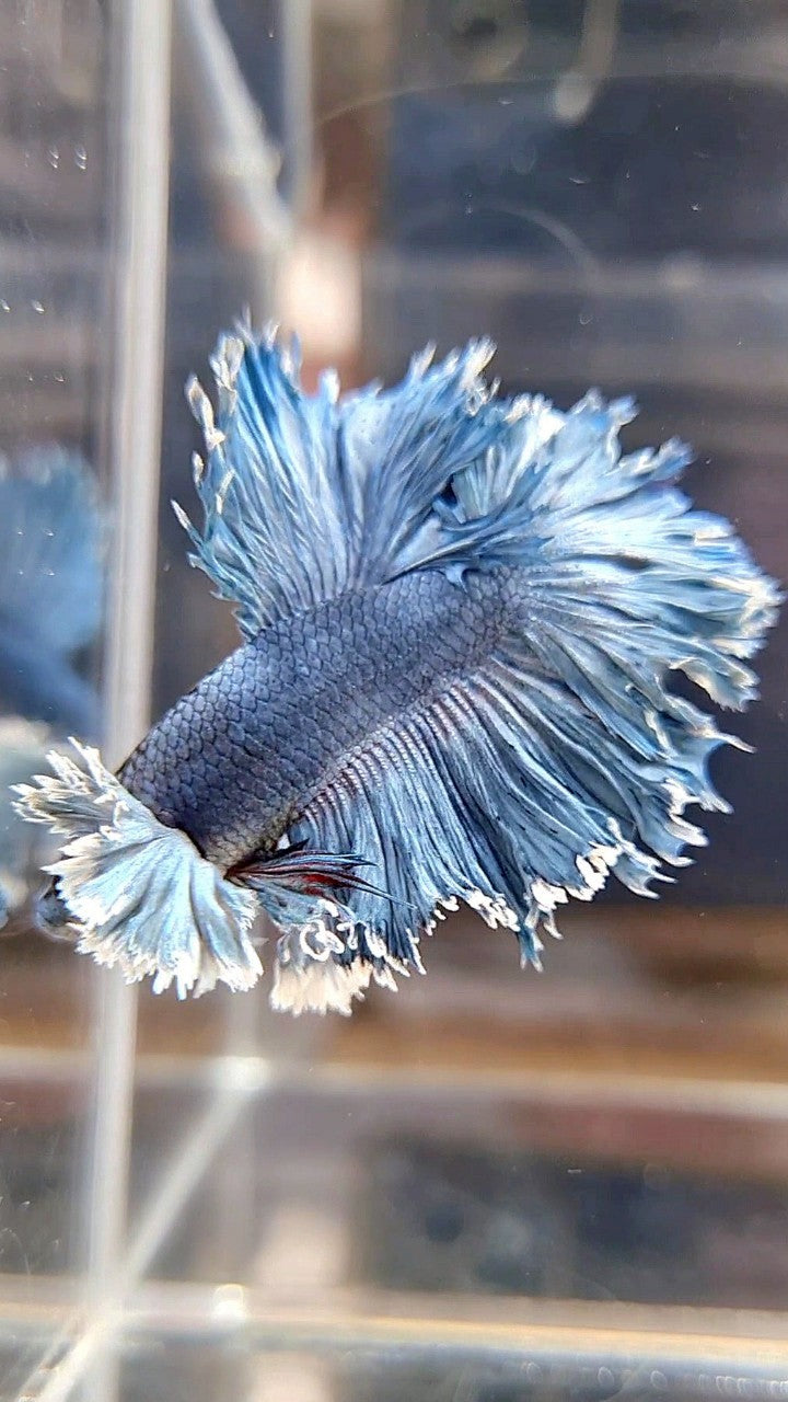 KING ROSETAIL HALFMOON SUPER DUMBO EAR BLUE GRAY BETTA FISH