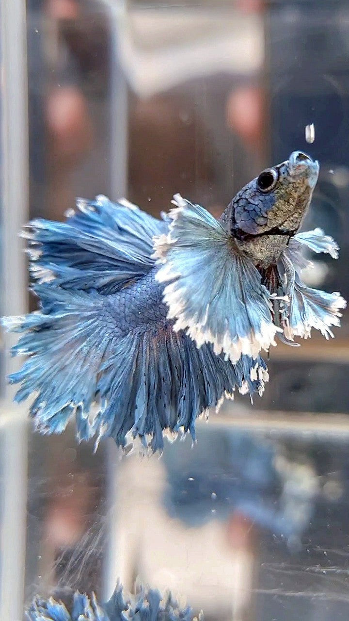 KING ROSETAIL HALFMOON SUPER DUMBO EAR BLUE GRAY BETTA FISH