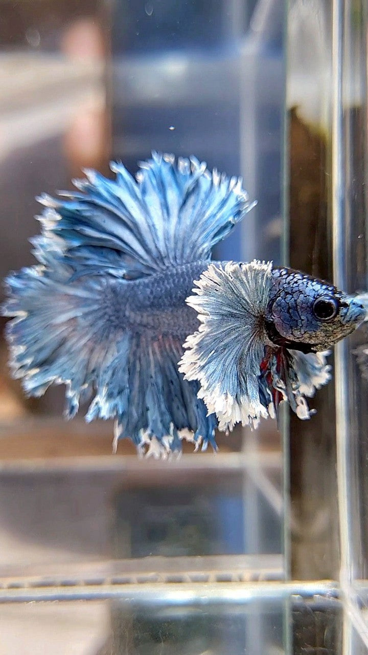 KING ROSETAIL HALFMOON SUPER DUMBO EAR BLUE GRAY BETTA FISH