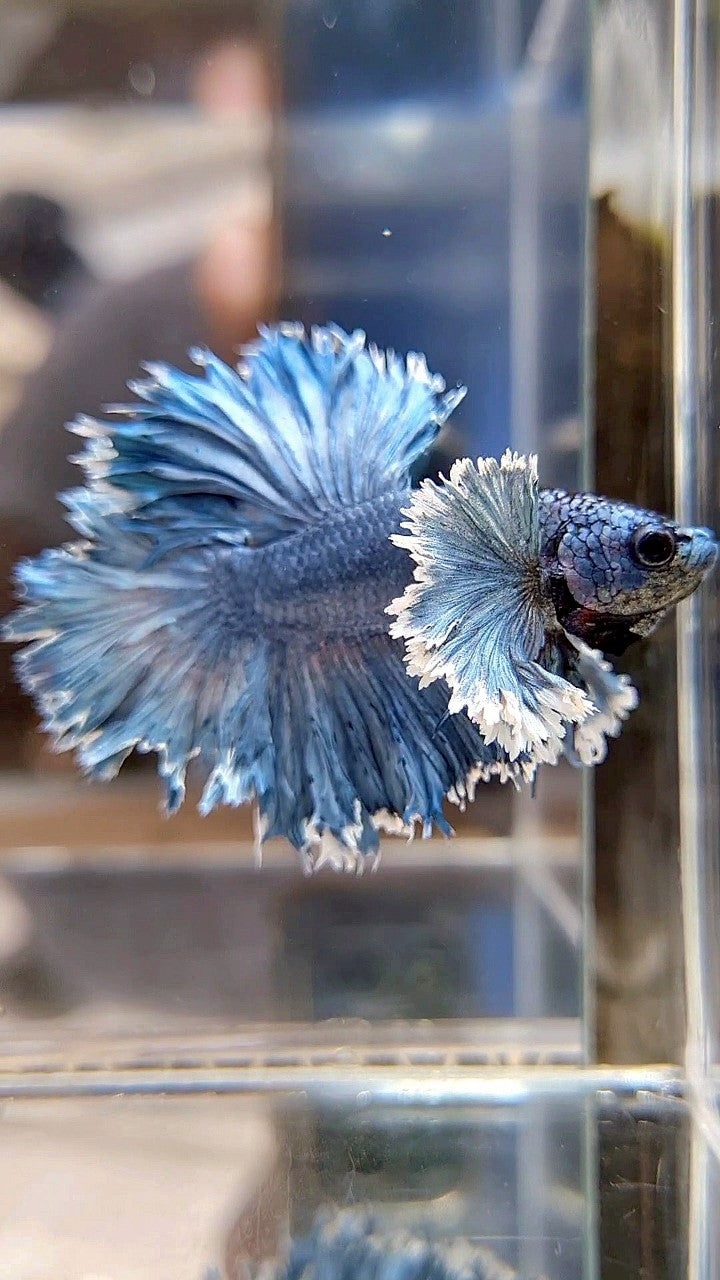 KING ROSETAIL HALFMOON SUPER DUMBO EAR BLUE GRAY BETTA FISH
