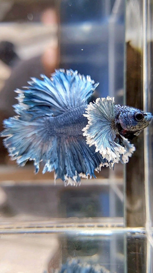 KING ROSETAIL HALFMOON SUPER DUMBO EAR BLUE GRAY BETTA FISH