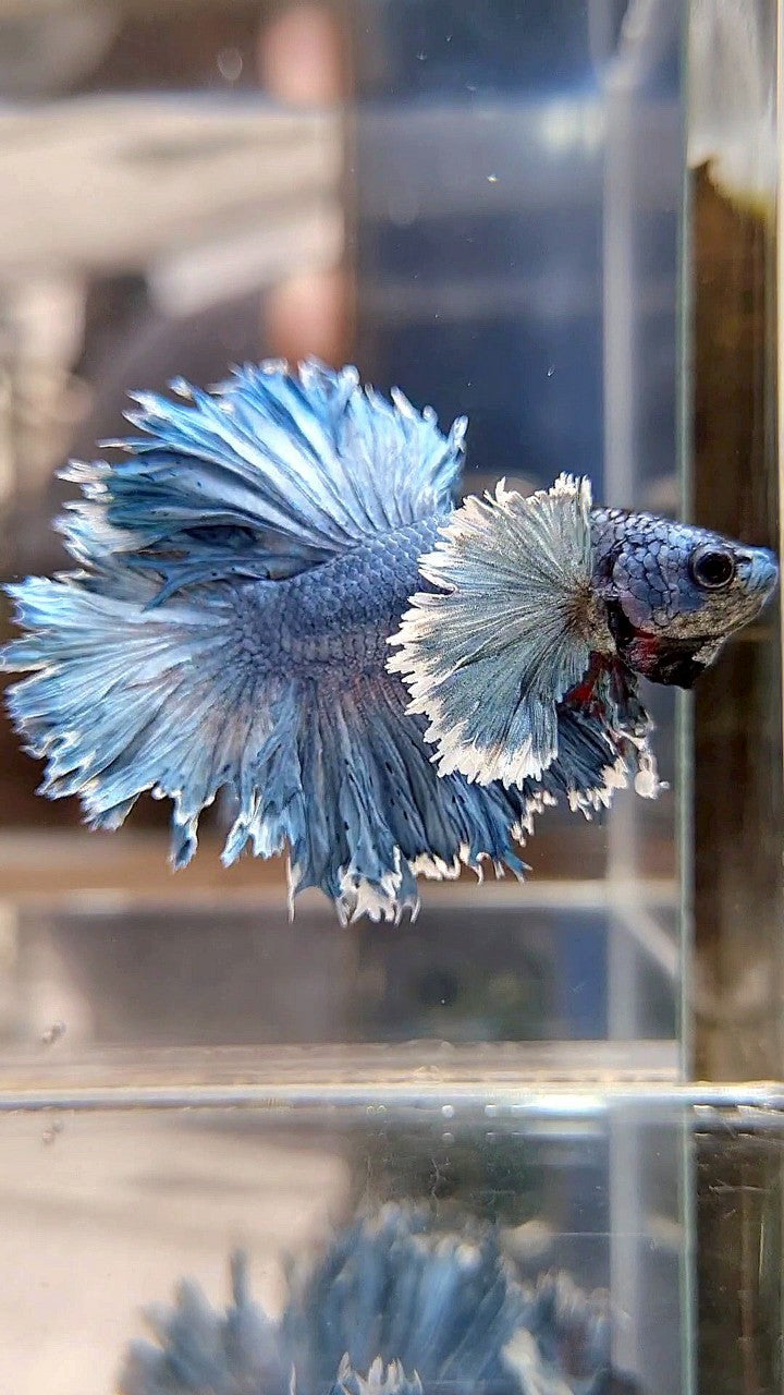 KING ROSETAIL HALFMOON SUPER DUMBO EAR BLUE GRAY BETTA FISH