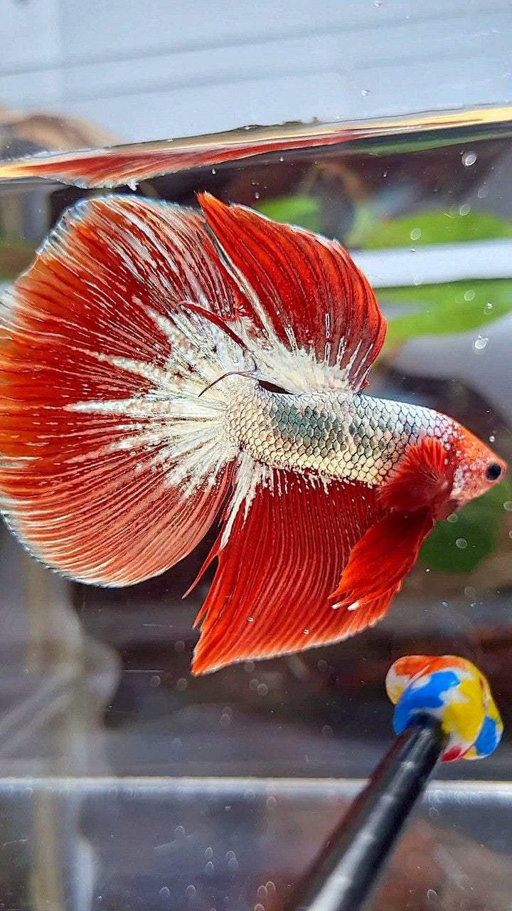 HALFMOON RED FCCP COPPER BETTA FISH