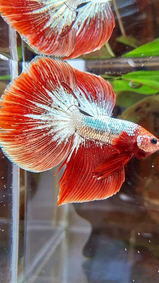 HALFMOON RED FCCP COPPER BETTA FISH