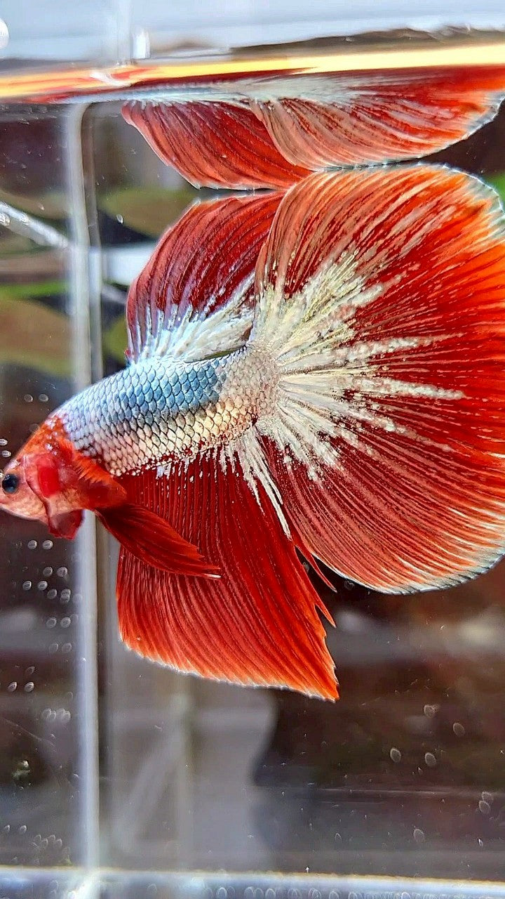 HALFMOON RED FCCP COPPER BETTA FISH