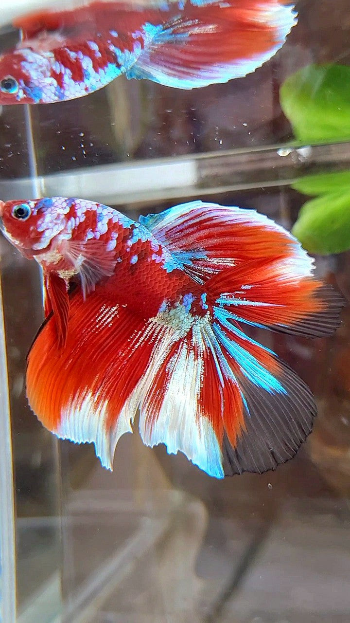 HALFMOON DOUBLE TAIL BARONGSAI RED GALAXY MULTICOLOR BETTA FISH