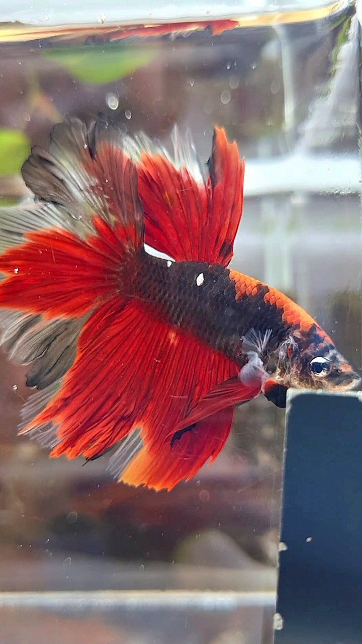 HALFMOON ROSETAIL KOI TIGER MULTICOLOR BETTA FISH