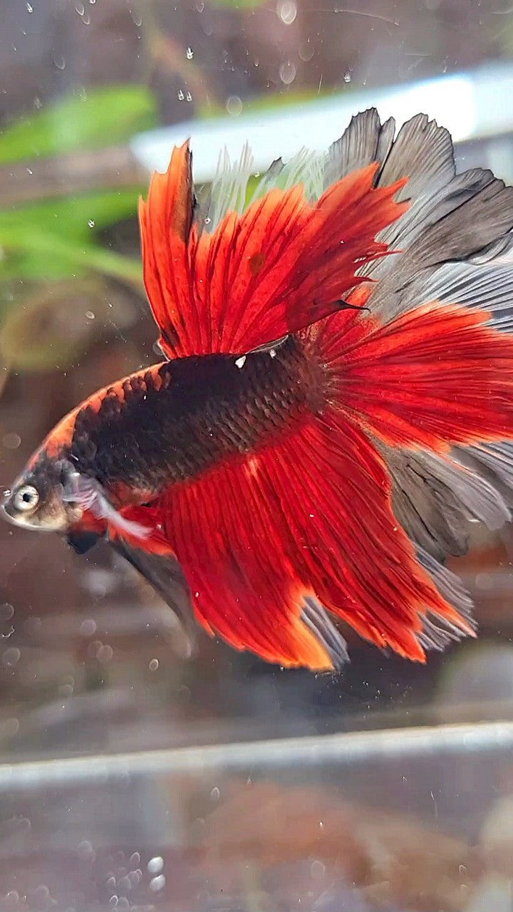 HALFMOON ROSETAIL KOI TIGER MULTICOLOR BETTA FISH