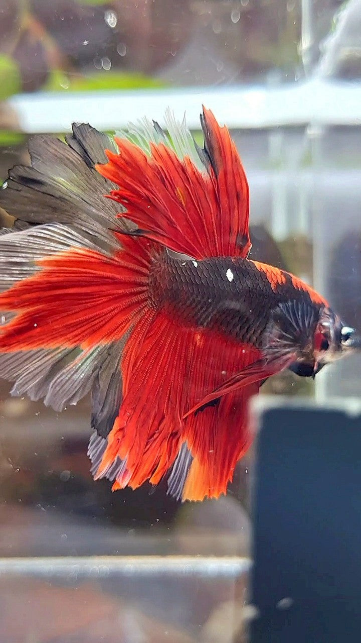 HALFMOON ROSETAIL KOI TIGER MULTICOLOR BETTA FISH