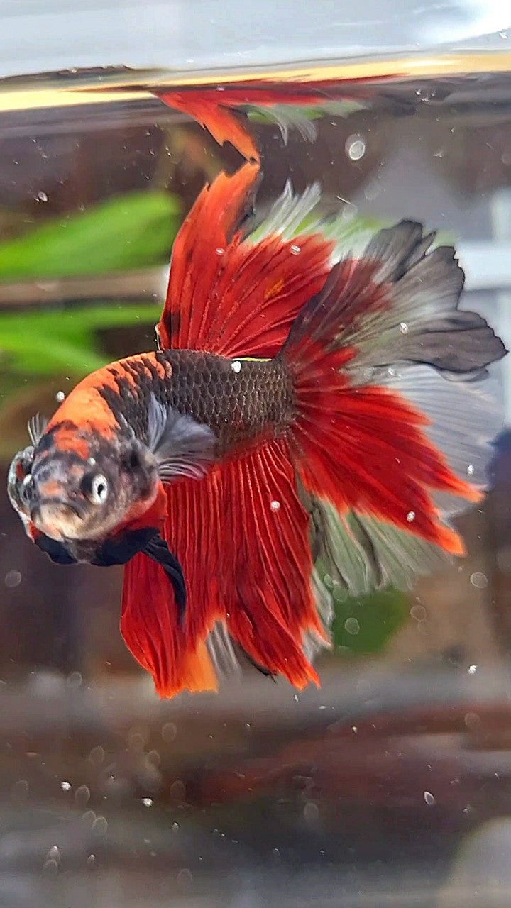 HALFMOON ROSETAIL KOI TIGER MULTICOLOR BETTA FISH