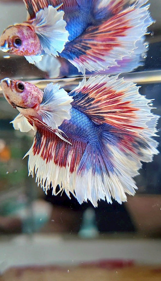 HALFMOON DUMBO EAR DOUBLE TAIL BLUE FANCY MULTICOLOR BETTA FISH