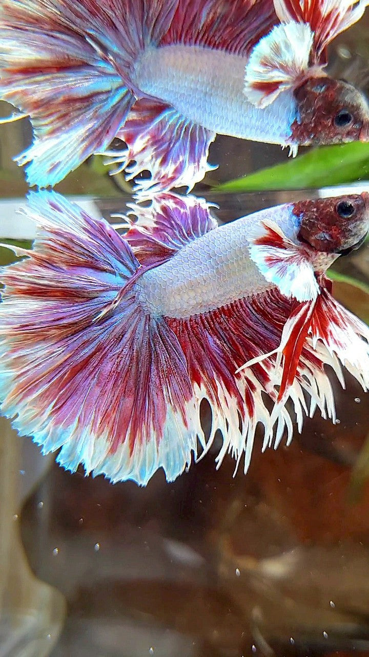 HALFMOON CROWNTAIL BIG EAR PURPLE BUTTERFLY BETTA FISH