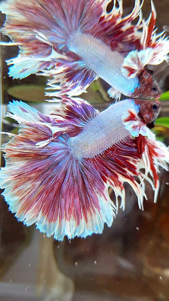 HALFMOON CROWNTAIL BIG EAR PURPLE BUTTERFLY BETTA FISH