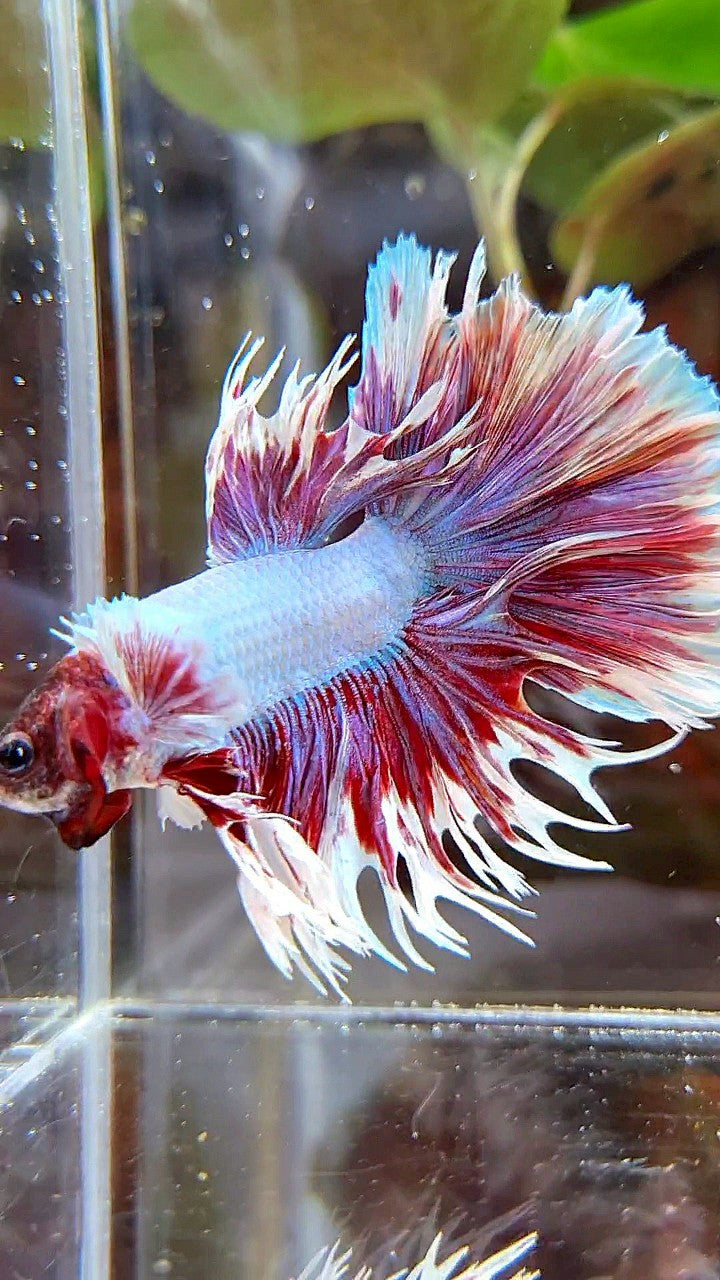 HALFMOON CROWNTAIL BIG EAR PURPLE BUTTERFLY BETTA FISH