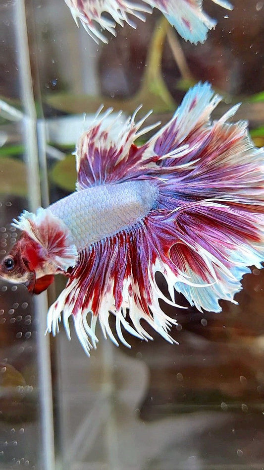 HALFMOON CROWNTAIL BIG EAR PURPLE BUTTERFLY BETTA FISH