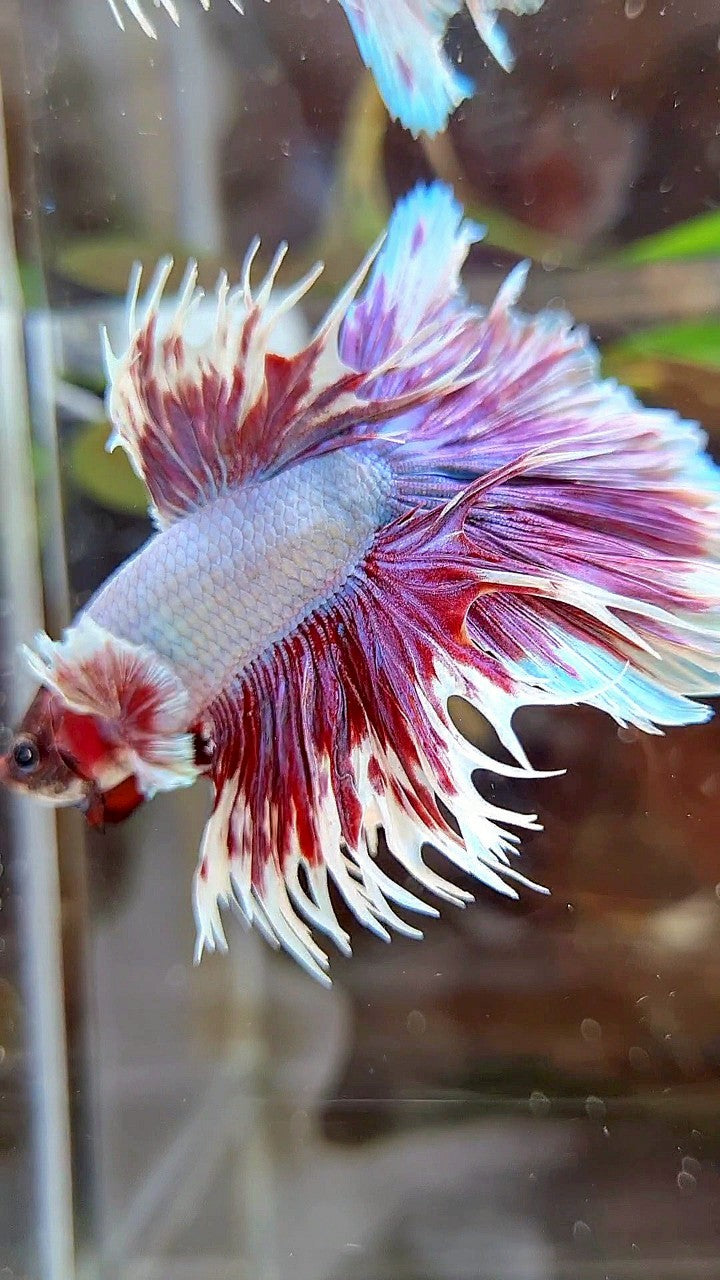 HALFMOON CROWNTAIL BIG EAR PURPLE BUTTERFLY BETTA FISH