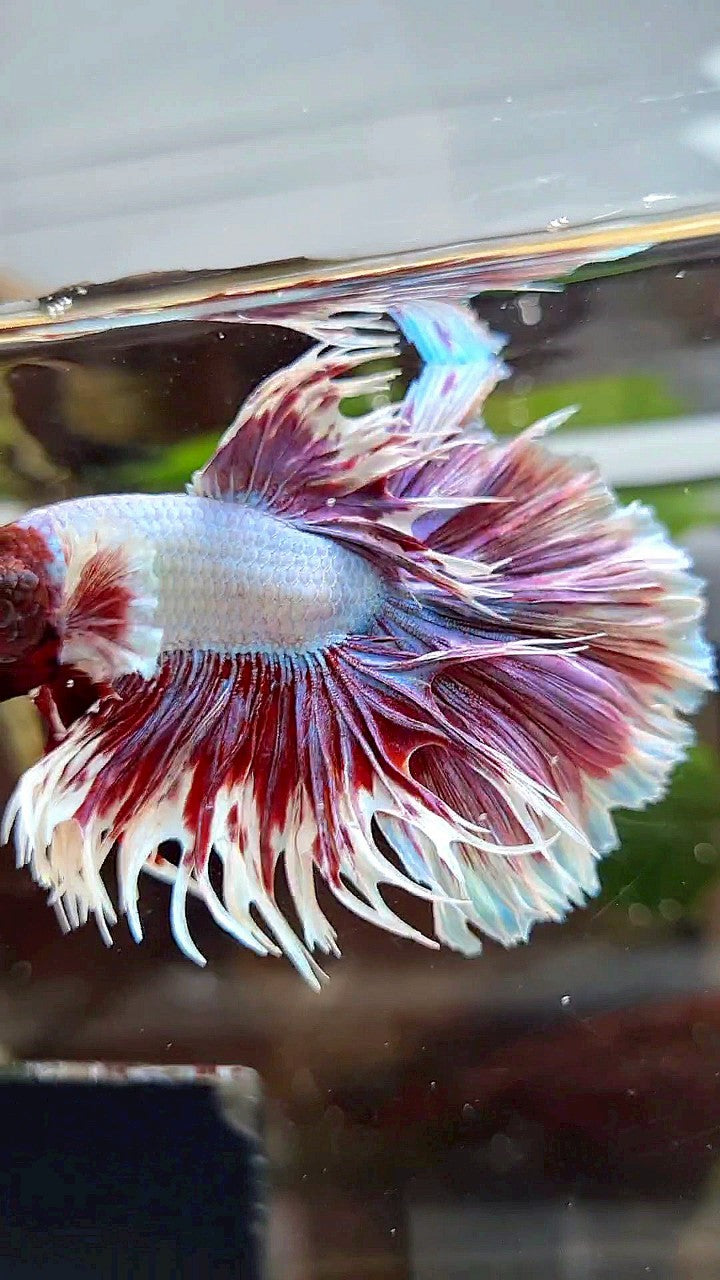 HALFMOON CROWNTAIL BIG EAR PURPLE BUTTERFLY BETTA FISH