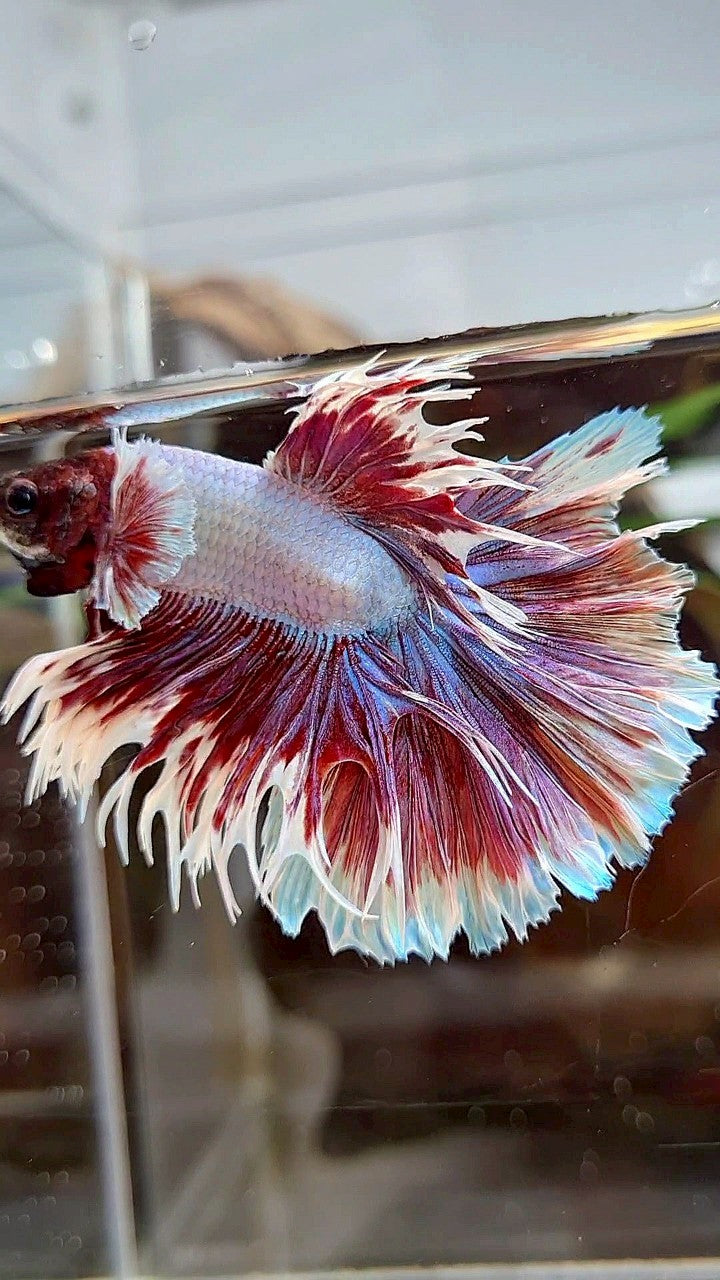 HALFMOON CROWNTAIL BIG EAR PURPLE BUTTERFLY BETTA FISH