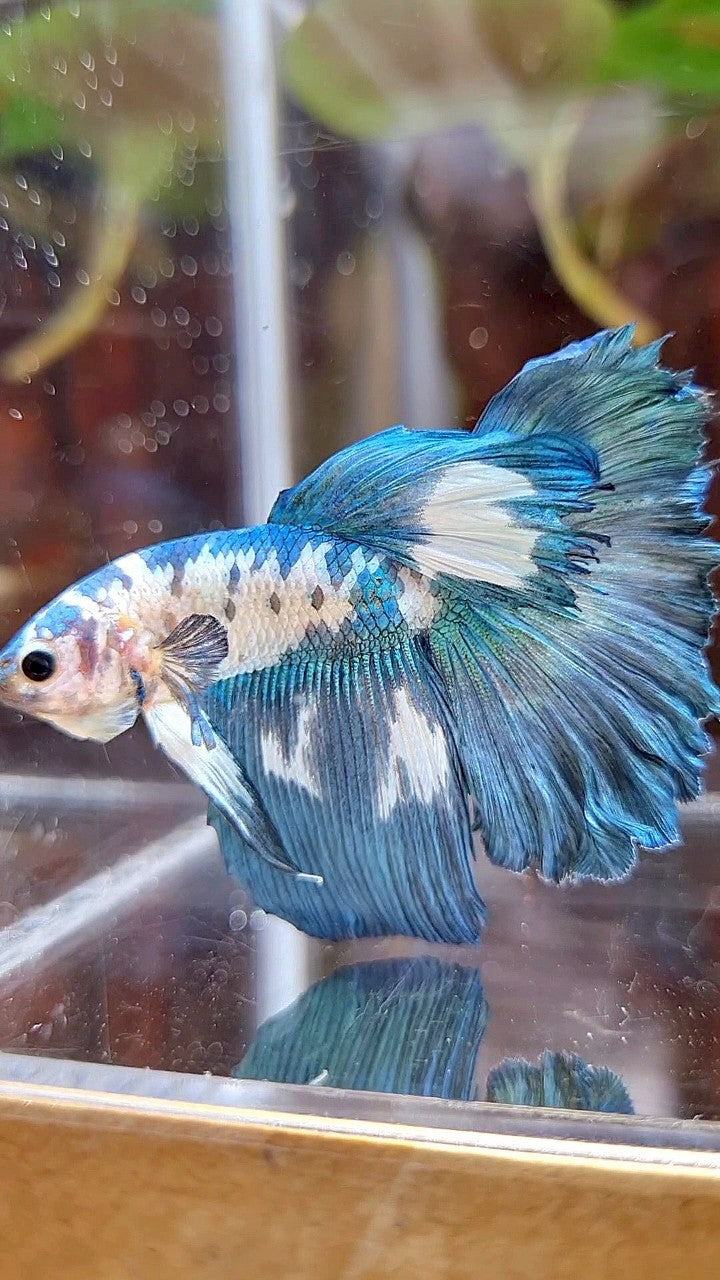 HALFMOON ROSETAIL BLUE DOTS MARBLE BETTA FISH