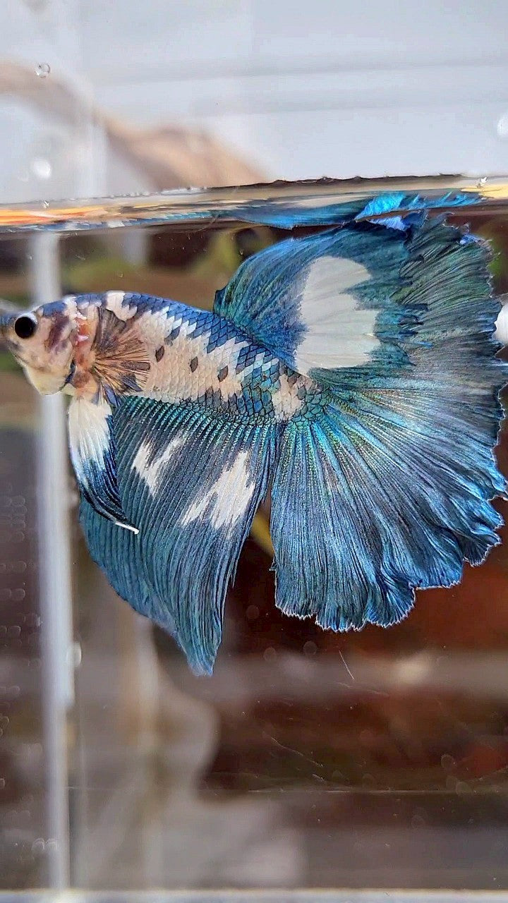 HALFMOON ROSETAIL BLUE DOTS MARBLE BETTA FISH