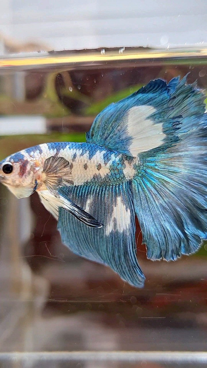 HALFMOON ROSETAIL BLUE DOTS MARBLE BETTA FISH