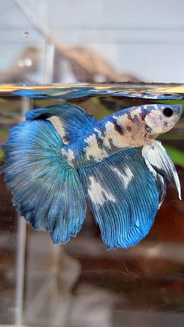HALFMOON ROSETAIL BLUE DOTS MARBLE BETTA FISH