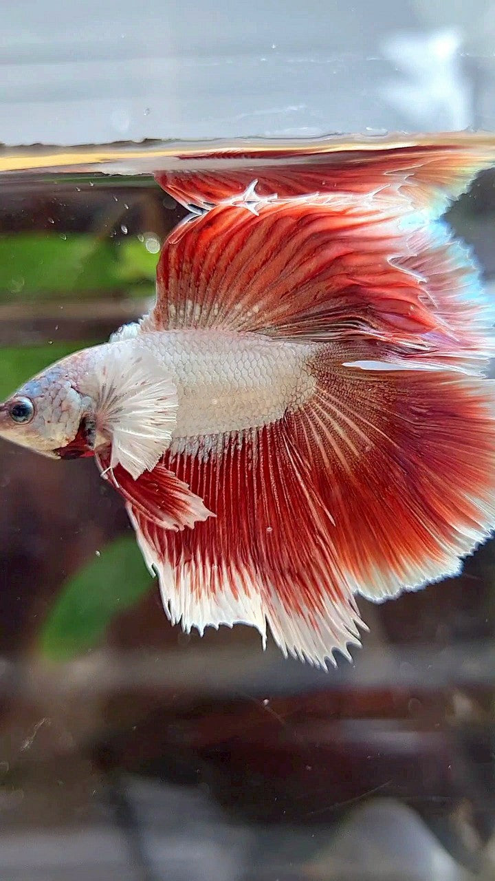 HALFMOON DOUBLE TAIL DUMBO EAR RED DRAGON BETTA FISH