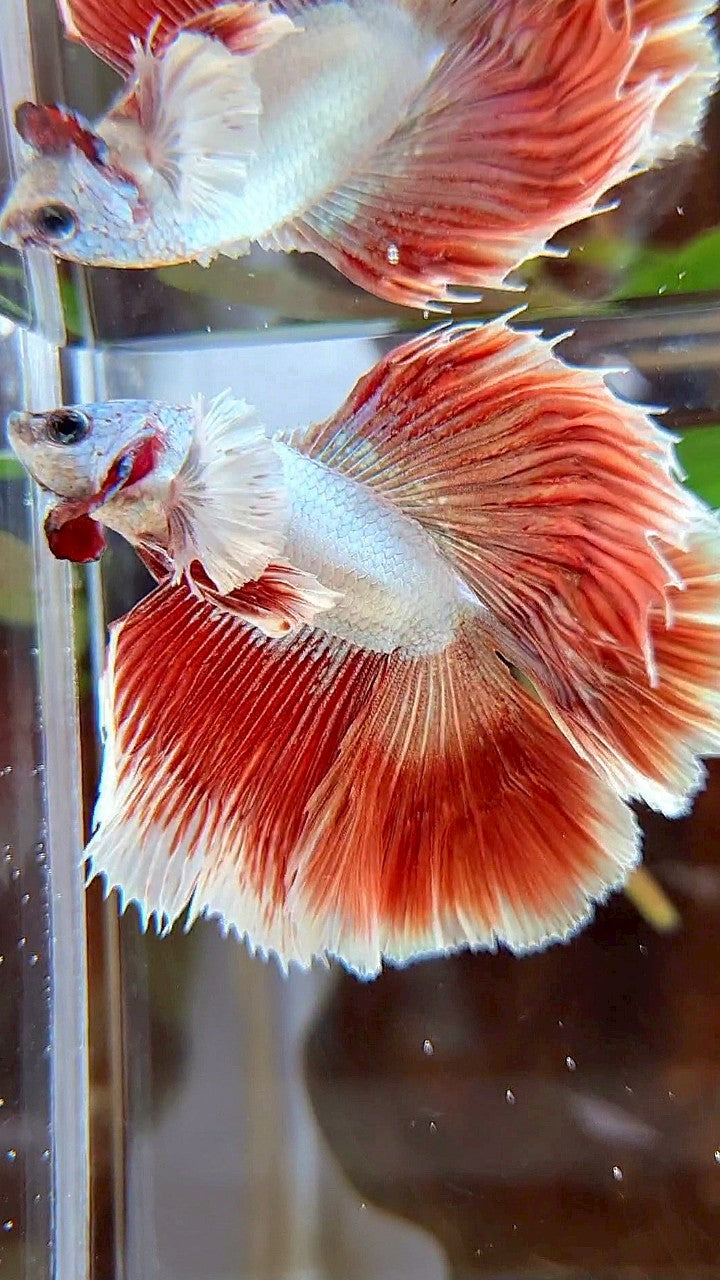 HALFMOON DOUBLE TAIL DUMBO EAR RED DRAGON BETTA FISH