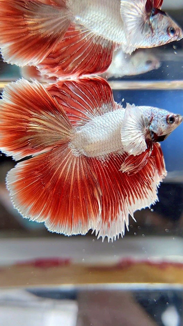 HALFMOON DOUBLE TAIL DUMBO EAR RED DRAGON BETTA FISH