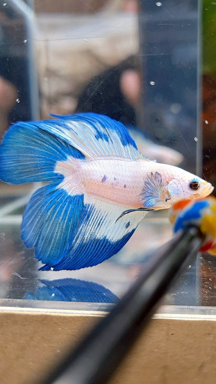 HALFMOON DOUBLE TAIL BLUE RIM PATTERN BETTA FISH