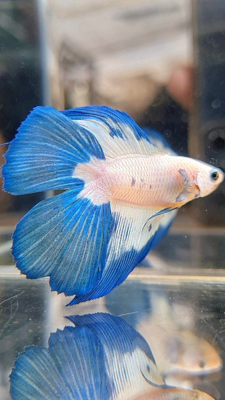 HALFMOON DOUBLE TAIL BLUE RIM PATTERN BETTA FISH