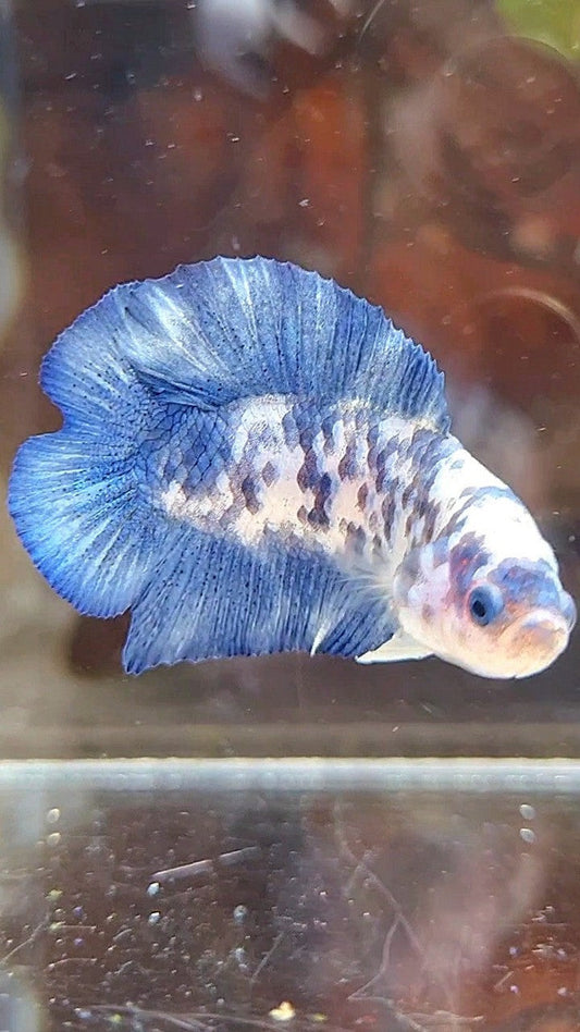 PLAKAT DOUBLE TAIL BLUE SUPER DOTS MARBLE BETTA FISH