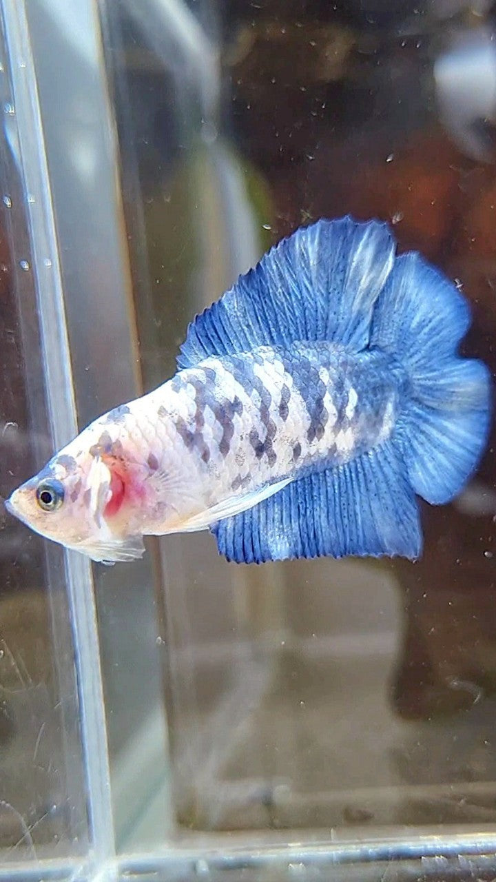 PLAKAT DOUBLE TAIL BLUE SUPER DOTS MARBLE BETTA FISH