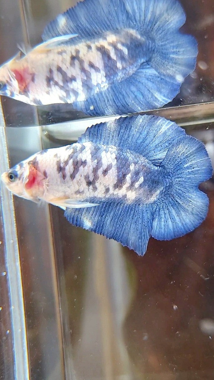 PLAKAT DOUBLE TAIL BLUE SUPER DOTS MARBLE BETTA FISH