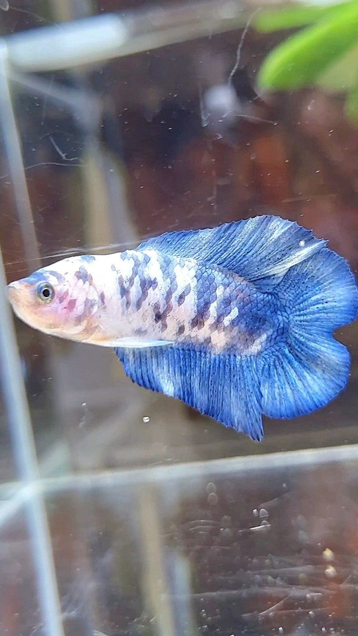 PLAKAT DOUBLE TAIL BLUE SUPER DOTS MARBLE BETTA FISH