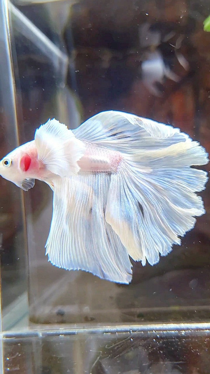 HALFMOON DUMBO EAR ROSETAIL WHITE OPAQUE BETTA FISH