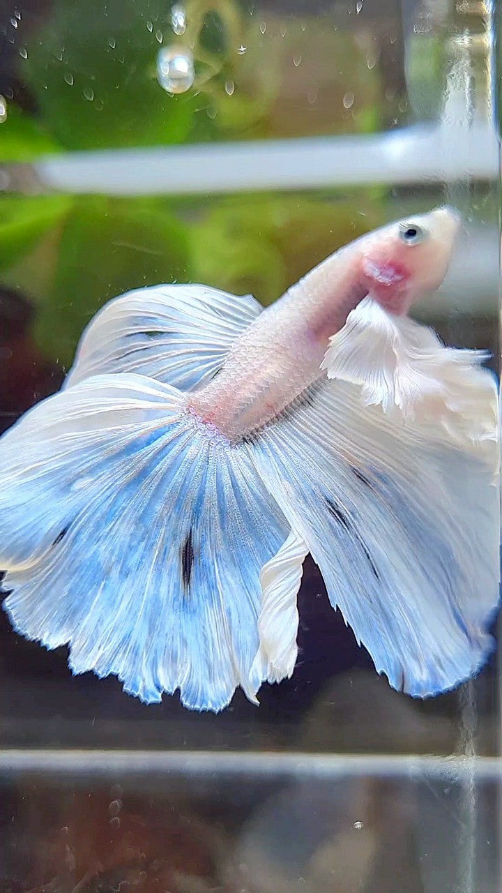 HALFMOON DUMBO EAR ROSETAIL WHITE OPAQUE BETTA FISH