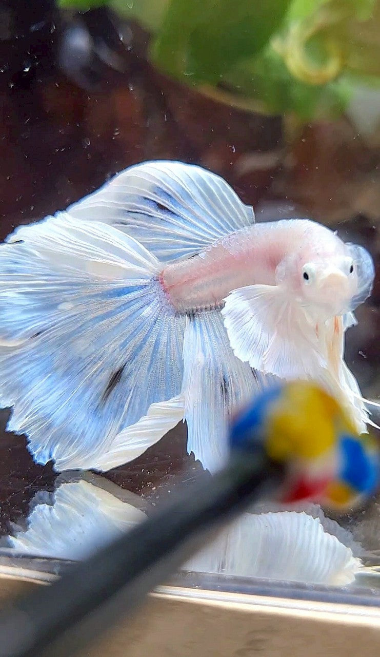 HALFMOON DUMBO EAR ROSETAIL WHITE OPAQUE BETTA FISH