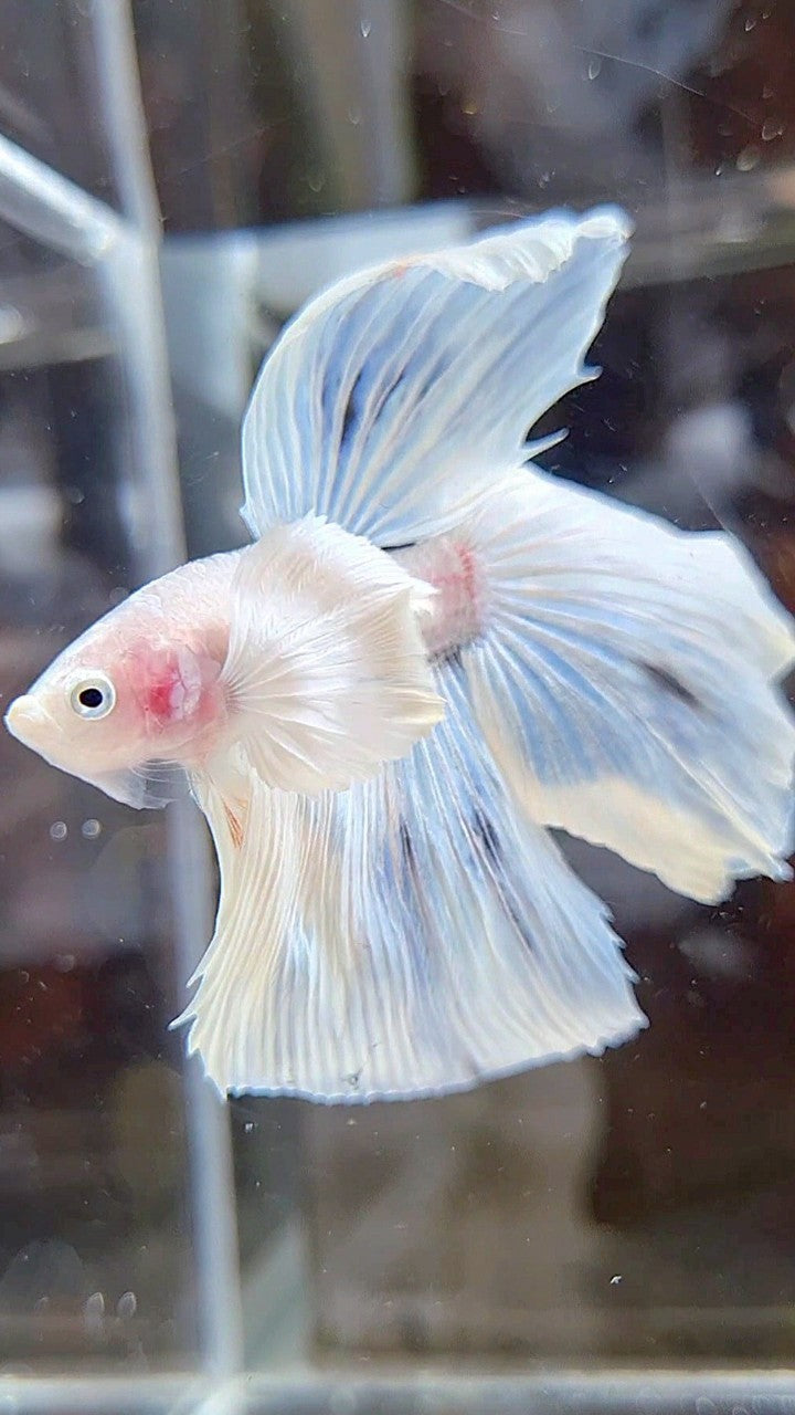 HALFMOON DUMBO EAR ROSETAIL WHITE OPAQUE BETTA FISH