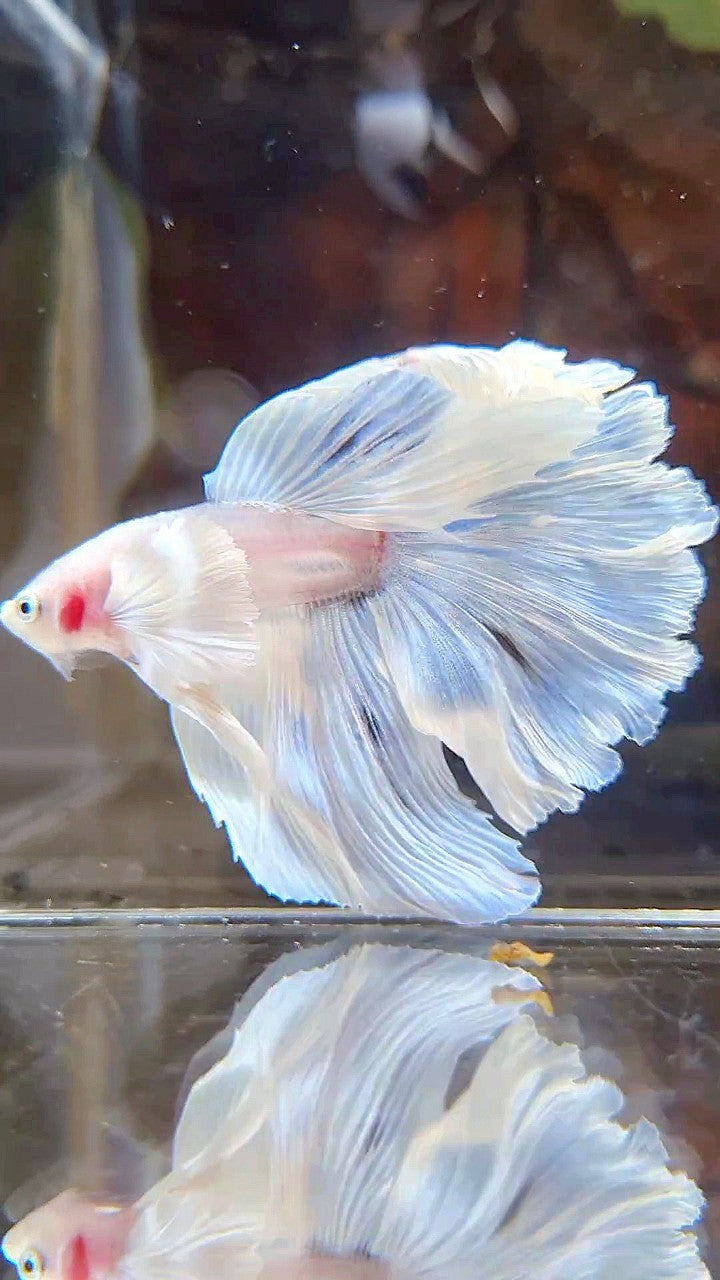 HALFMOON DUMBO EAR ROSETAIL WHITE OPAQUE BETTA FISH