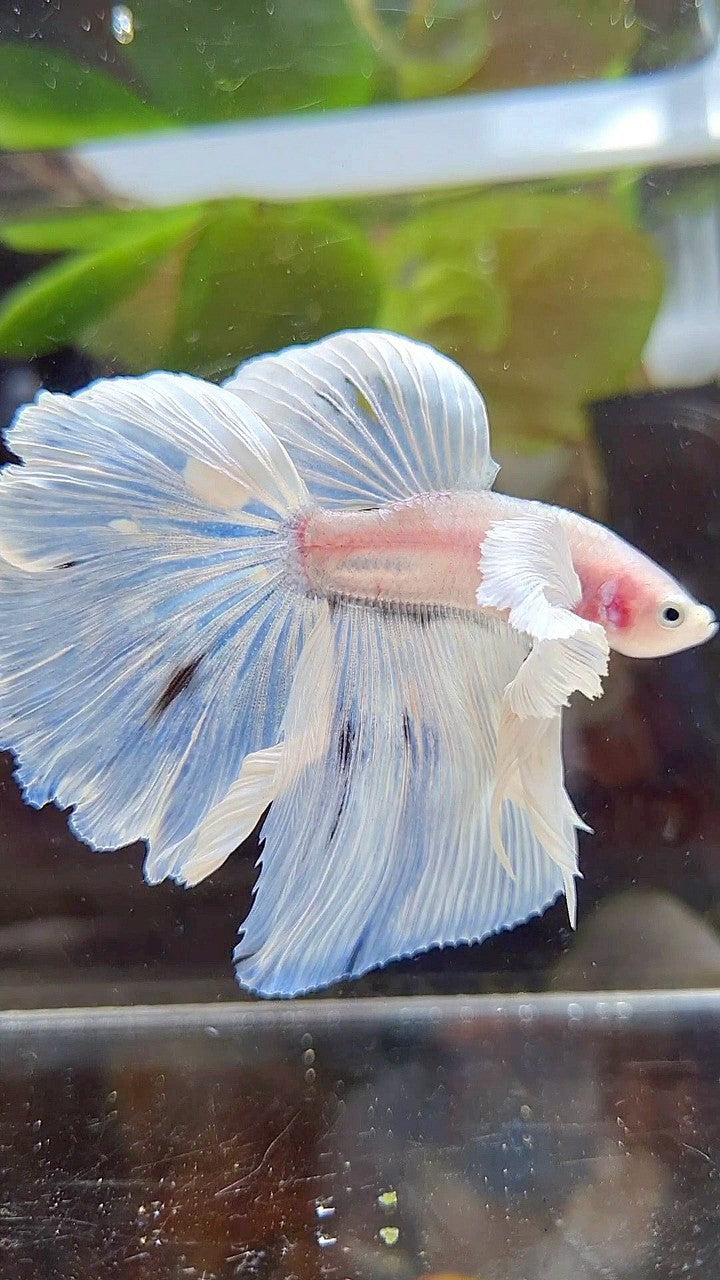 HALFMOON DUMBO EAR ROSETAIL WHITE OPAQUE BETTA FISH