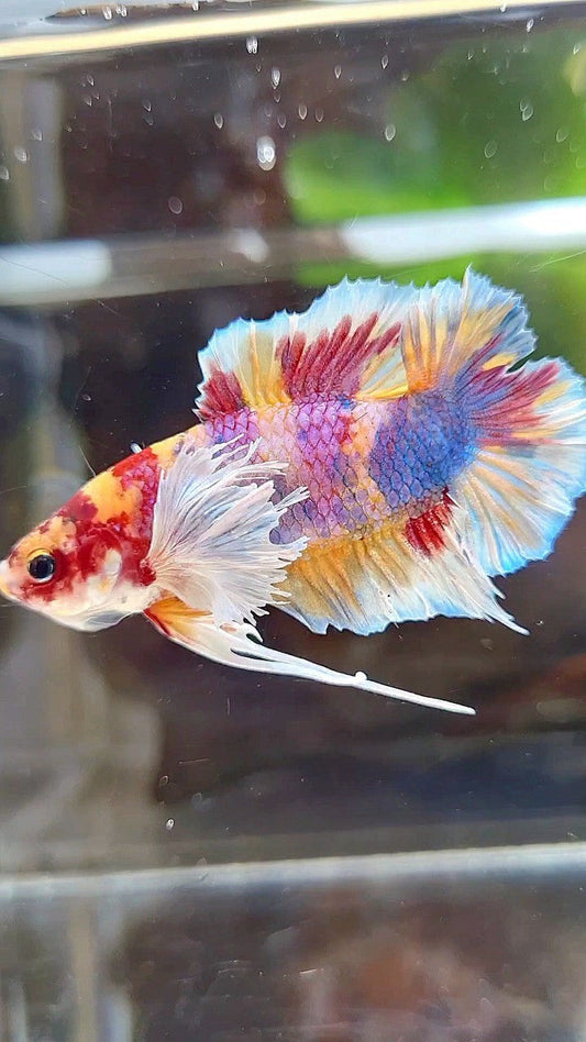 PLAKAT DUMBO EAR DOUBLE TAIL CANDY PURPLE MULTICOLOR BETTA FISH