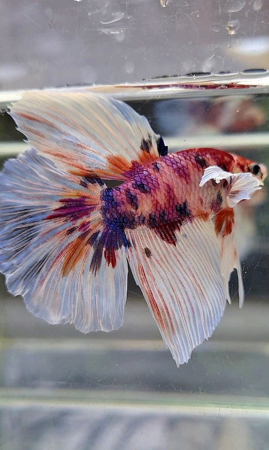 HALFMOON BIG EAR CANDY MULTICOLOR BETTA FISH