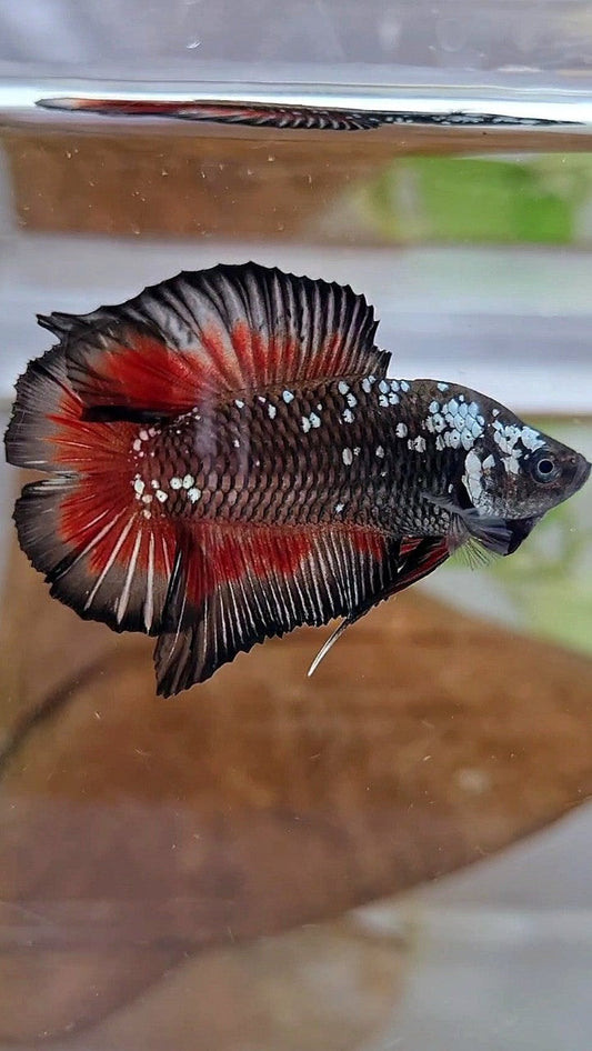 PLAKAT DOUBLE TAIL BLACK GALAXY MAMBA RED WASH BETTA FISH
