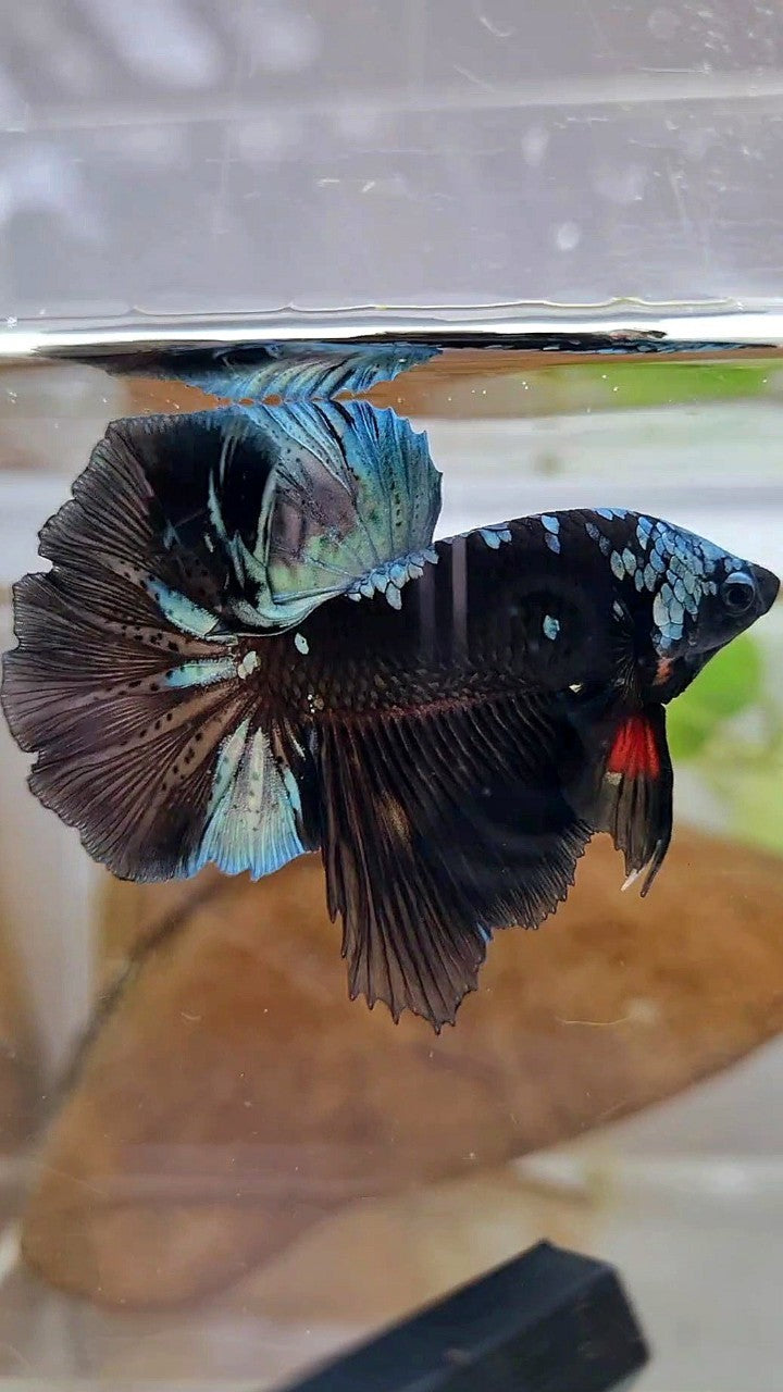 HALFMOON ROSETAIL BLACK GALAXY COPPER AVATAR BETTA FISH