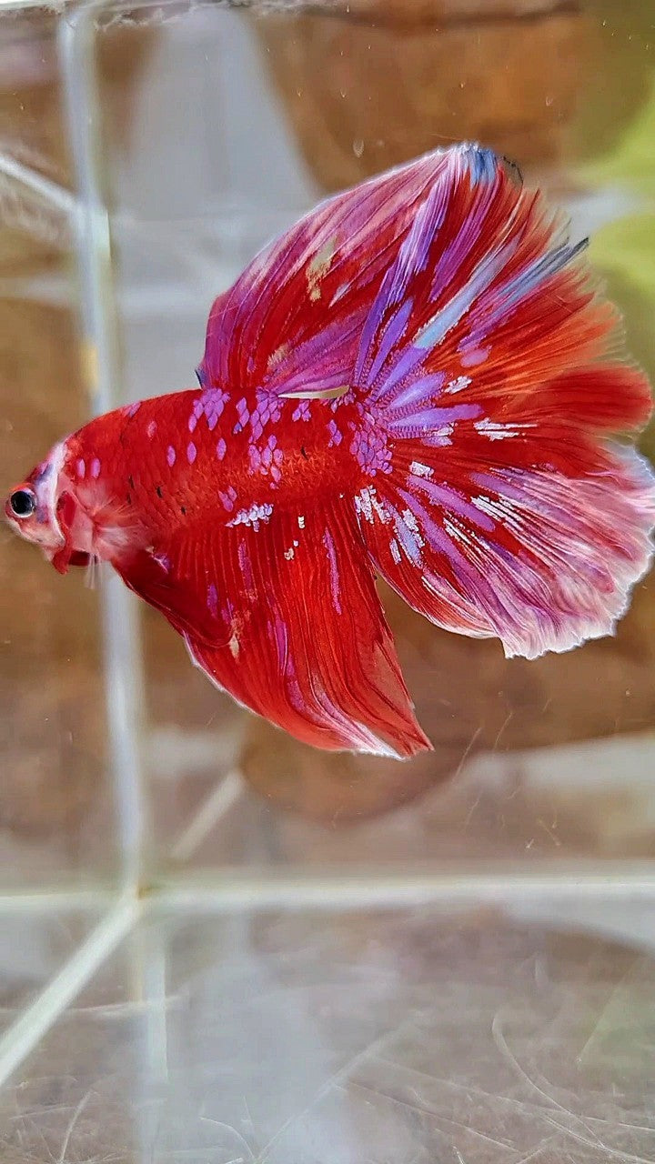 HALFMOON RED PURPLE GALAXY WHITE UNIQUE BETTA FISH