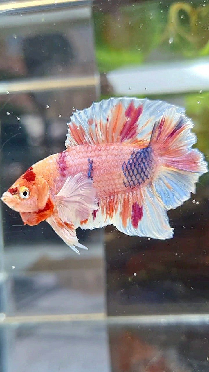 PLAKAT DOUBLE TAIL DUMBO EAR ORANGE PURPLE CANDY MULTICOLOR BETTA FISH